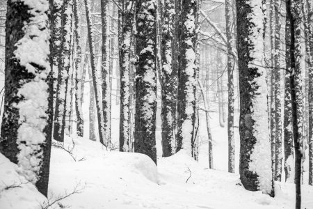 schneebedeckter Winter im Wald