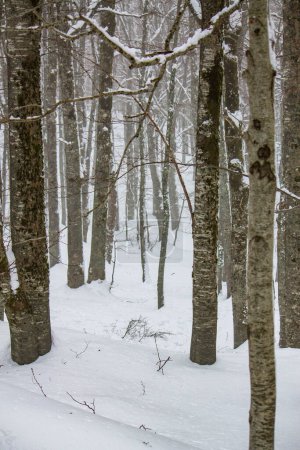 schneebedeckter Winter im Wald