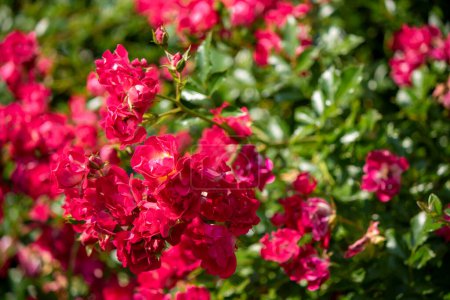 Foto de Flor rosa en el jardín - Imagen libre de derechos