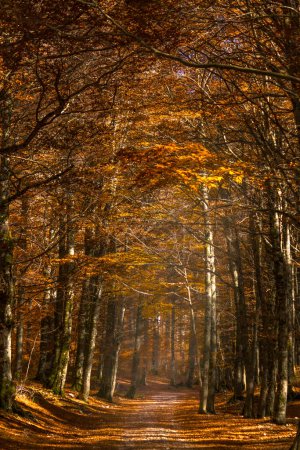 Mystischer Blick auf den Bergwald im Herbst