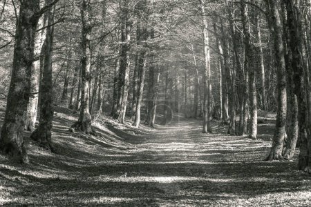 Mystischer Blick auf den Bergwald in Schwarz-Weiß