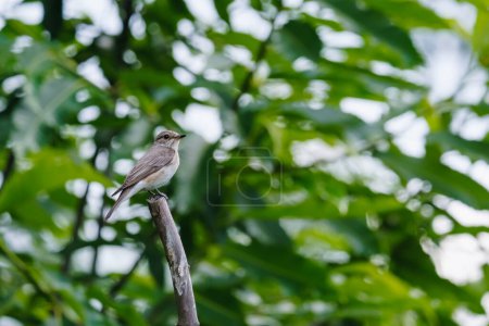 Photo for Garden warbler (Sylvia borin) in a blurred nature background. Small wild bird against green leaves and trees, summer garden. Day, Poland, Europe. - Royalty Free Image