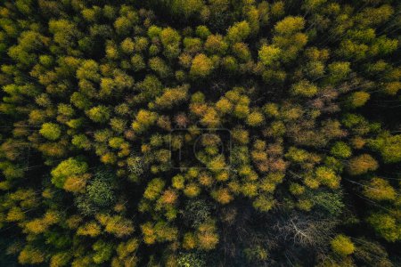 Photo for Aerial top view of spring birch forest. Drone view of  young trees crowns, fresh green nature abstract  background. Environmental concept. - Royalty Free Image