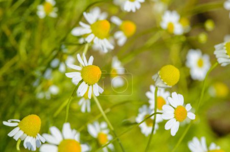 Photo for Chamomile flowers in a summer garden. Growing camomile herbs for herbal infusion. Selective focus - Royalty Free Image