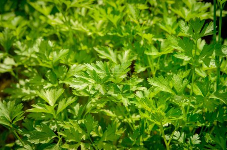 Foto de Perejil verde joven que crece en una cama en una granja de verduras. Primer plano de hojas y tallos de perejil verde. El perejil es fuente de flavonoides y antioxidantes, folato, vitamina K, C, A. - Imagen libre de derechos