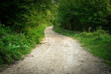 Foto de Camino de arena a través de arbustos verdes. Camino vacío en el bosque. Día soleado, Europa, Polonia, Bieszczady. - Imagen libre de derechos