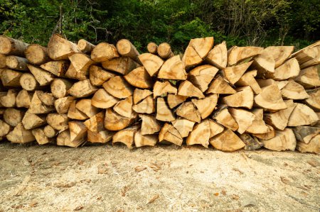 Foto de Montón de madera. Troncos de madera recién cortados apilados en el bosque. Leña, daños ambientales, cuestiones ecológicas, deforestación, energía alternativa, industria maderera, negocios - Imagen libre de derechos