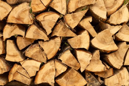 Foto de Montón de madera. Troncos de madera recién cortados apilados en el bosque. Leña, daños ambientales, cuestiones ecológicas, deforestación, energía alternativa, industria maderera, negocios - Imagen libre de derechos
