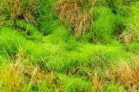 Turba pantano plantas musgo, cerca de páramo en el pantano de turba Tarnawa. Hábitat de turberas en las montañas, Tarnawa Wyzna, Parque Nacional Bieszczady, Cárpatos orientales exteriores, Polonia, poca profundidad de campo