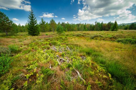 Tarnawa peat bog. Peatland bog habitat, Tarnawa Wyzna, Bieszczady, Bieszczady National Park, Outer Eastern Carpathians, Poland