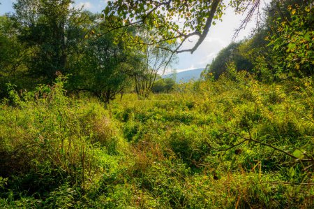 Foto de Hulskie, ya no hay asentamiento. Bieszczady, naturaleza salvaje. Hashes, exuberante vegetación, jardín abandonado, finales del verano, día - Imagen libre de derechos