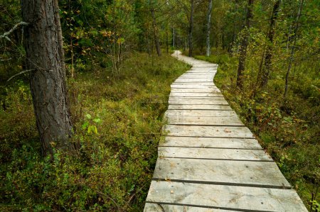 wooden path through a swampy forest. The peatland Tarnawa peat bog. Peatland bog habitat, Tarnawa Wyzna, Bieszczady, Outer Eastern Carpathians, Poland
