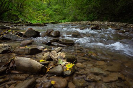 Gros plan des feuilles d'automne sur les pierres. Ruisseau Hulski dans les montagnes de Biesczady, fin de l'été, San Valley Landscape Park, paysage de montagne aquatique