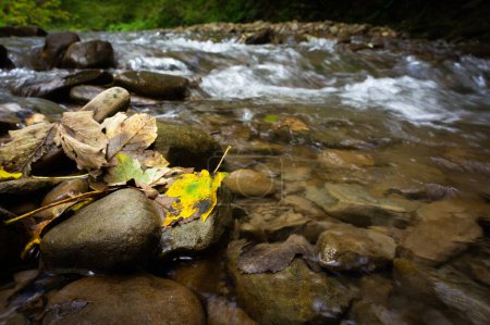 Foto de Primer plano de las hojas de otoño en las piedras. Hulski Corriente en las montañas Biesczady, finales del verano, San Valley Landscape Park, paisaje de montaña de agua - Imagen libre de derechos