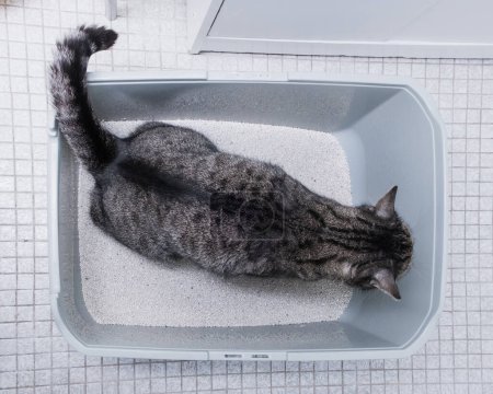 Foto de Gato defecando en la bandeja de arena. Enfermedad urinaria, problema con el baño. Vista superior. - Imagen libre de derechos
