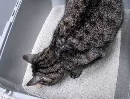 Eine Katze in einer Katzentoilette, die ihren Urin entleert. Katzengewohnheiten.