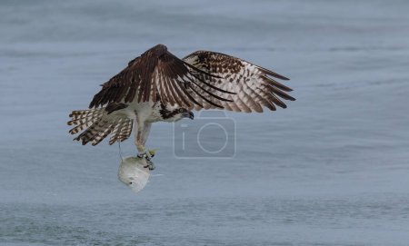 Photo for Osprey fishing on a beach in Florida - Royalty Free Image