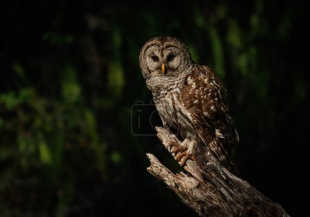 Foto de A barred owl in the Everglades, Florida - Imagen libre de derechos
