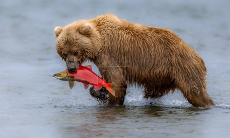 Téléchargez les photos : Ours brun en Alaksa pêche au saumon - en image libre de droit