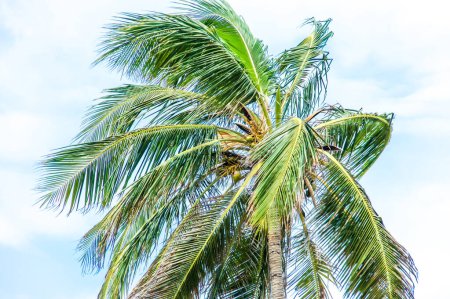 Photo for Escape to tropical paradise with palm trees, sunsets, and exotic vibes. Explore the beauty of coconut trees against clear blue skies. Discover the essence of island living and the allure of beach - Royalty Free Image