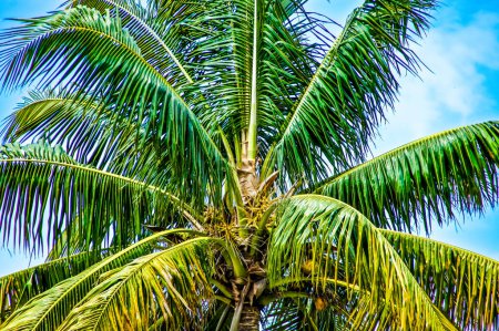 Photo for Serenity of palm trees, discover tropical paradises, and explore the beauty of nature. Immerse in lush greenery, vibrant landscapes, and exotic coasts. Palm trees, a symbol - Royalty Free Image