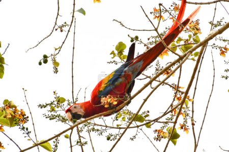 oiseau sur branche, photo en arrière-plan, image numérique