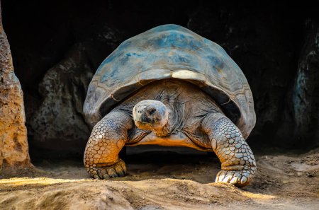 Giant Big galapagos Earth Turtle