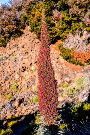 Exemplare der endemischen Roten Teneriffa Bugloss im Teide-Nationalpark Kanarische Inseln Spanien