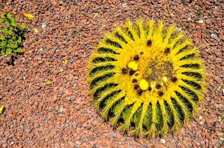Round Succulent Plant Cactus Growing on a Stones Ground