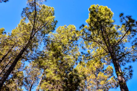Foto von Green High Pine Tree Ansicht