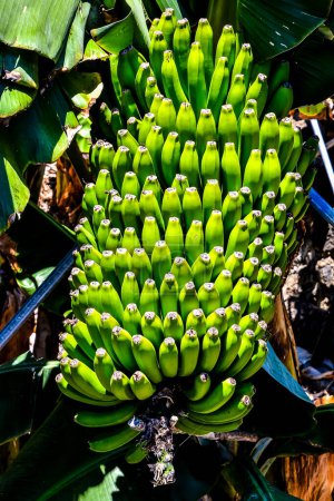 Bananenplantage auf den Kanarischen Inseln