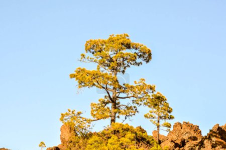 Picture Photo of Green High Pine Tree View