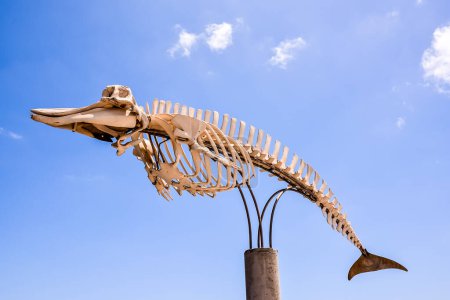Imagen del esqueleto de mamífero de ballena seca