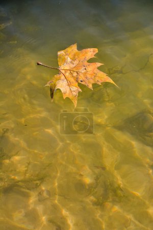 Photo Picture of a Single Maple Leaf Floating,