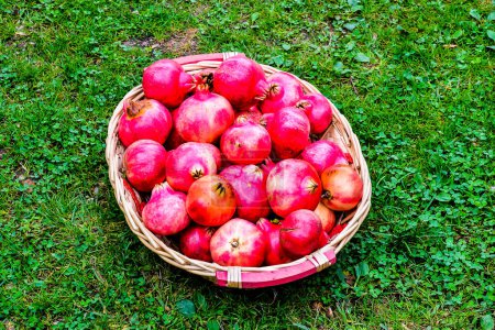 Photo Picture of an Exotic Fruit Red Pomegranate
