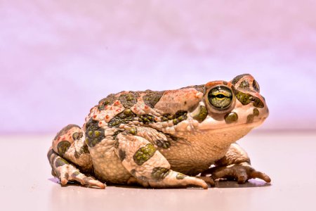 Photo Picture of a Bufo Common European Toad