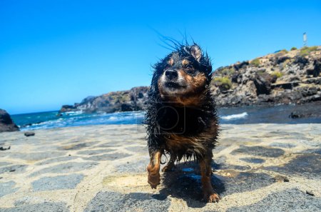Perro negro húmedo cerca de una playa en el Océano Atlántico