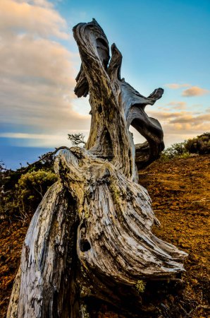 Árbol de enebro arrugado moldeado por el viento en El Sabinar, isla de El Hierro