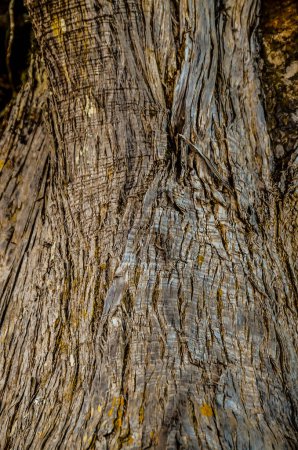 Textura de tronco de enebro ensangrentado moldeado por el viento en El Sabinar, isla de El Hierro