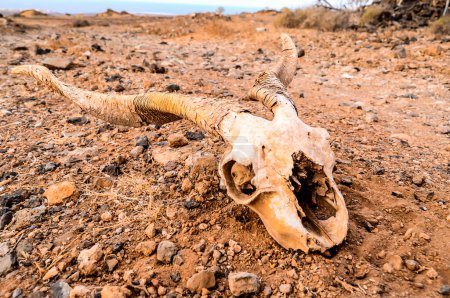 Cráneo de cabra seca en el desierto de roca Islas Canarias España