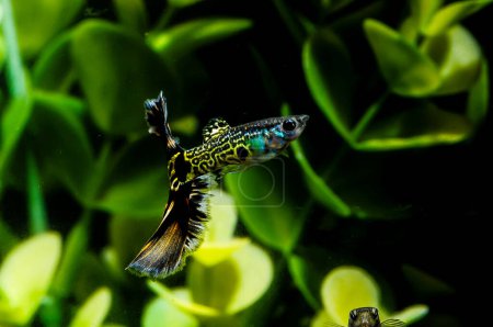 Poisson multicolore Guppy dans un aquarium tropical