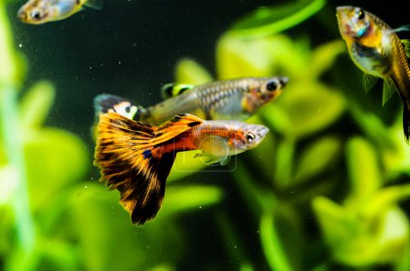 Guppy Bunte Fische in einem tropischen Aquarium