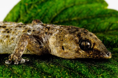Un pequeño lagarto Gecko y una hoja verde sobre un fondo blanco