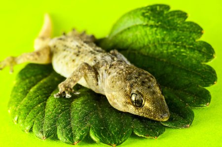 Eine kleine Gecko-Eidechse und ein grünes Blatt auf farbigem Hintergrund