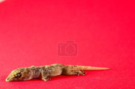 Kleine graue Gecko-Eidechse auf farbigem Hintergrund