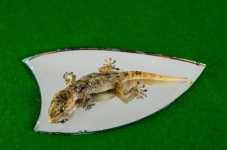 Eine kleine Gecko-Eidechse und ein Spiegel auf farbigem Hintergrund
