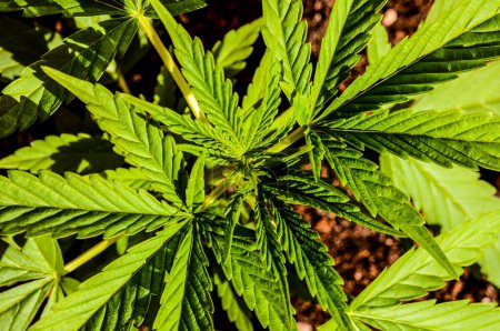 Photo de la jeune plante verte de feuille de cannabis Marijuana détail