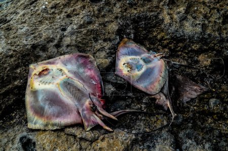 Tote Stachelrochenfische an der Küste nahe dem Atlantik