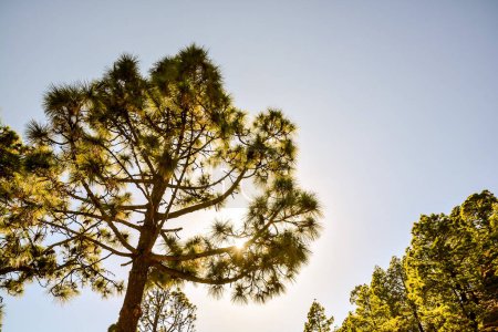 Foto von Green High Pine Tree Ansicht