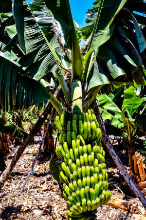 Banana Plantation Field in the Canary Islands